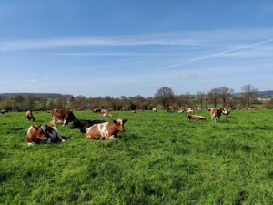 Vaches à Montzen ©MT Pays de Herve 04-2021